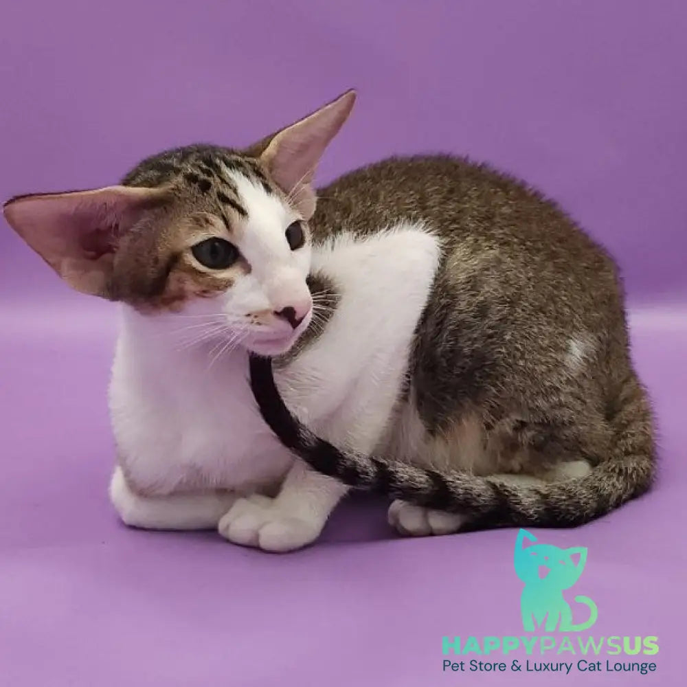 Winston Oriental Shorthair male chocolate spotted tabby bicolour - live animals