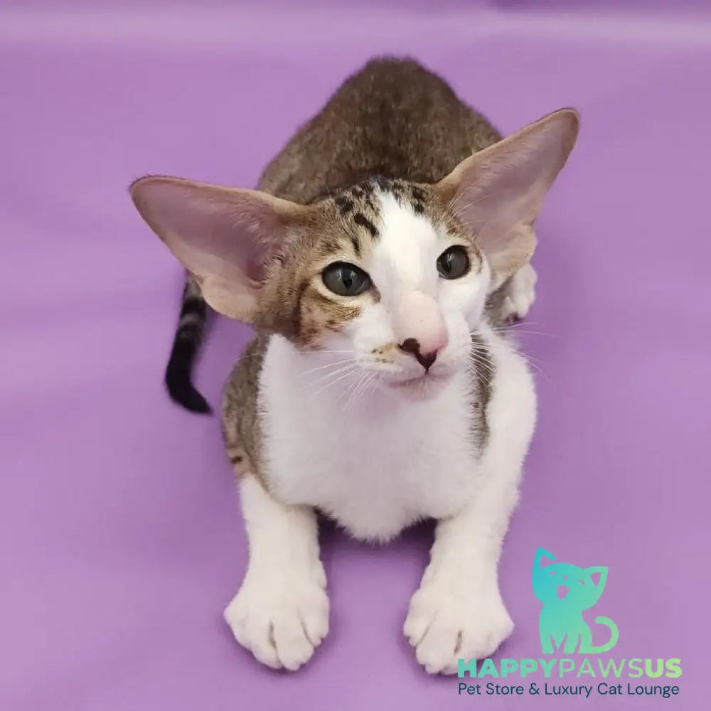 Winston Oriental Shorthair male chocolate spotted tabby bicolour - live animals