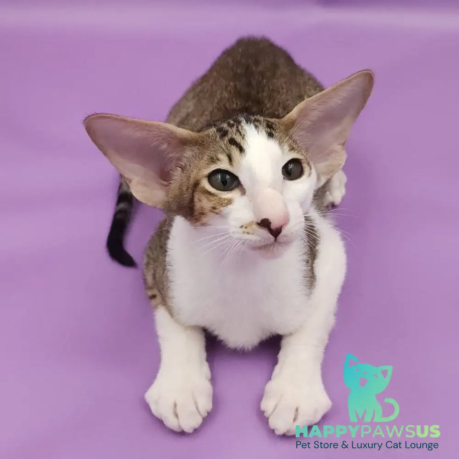 Winston Oriental Shorthair male chocolate spotted tabby bicolour - live animals