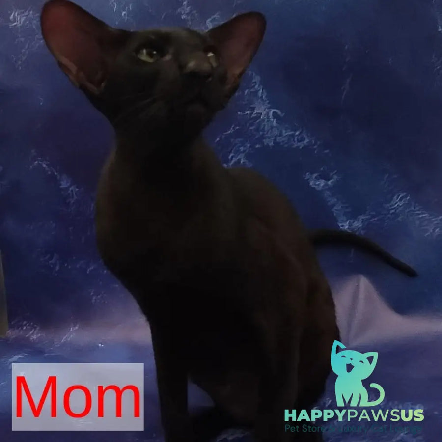 Winston Oriental Shorthair male chocolate spotted tabby bicolour - live animals