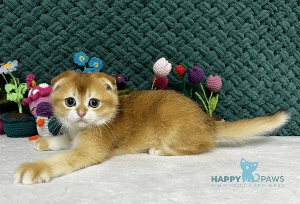 Winston Scottish Fold male black golden chinchilla live animals