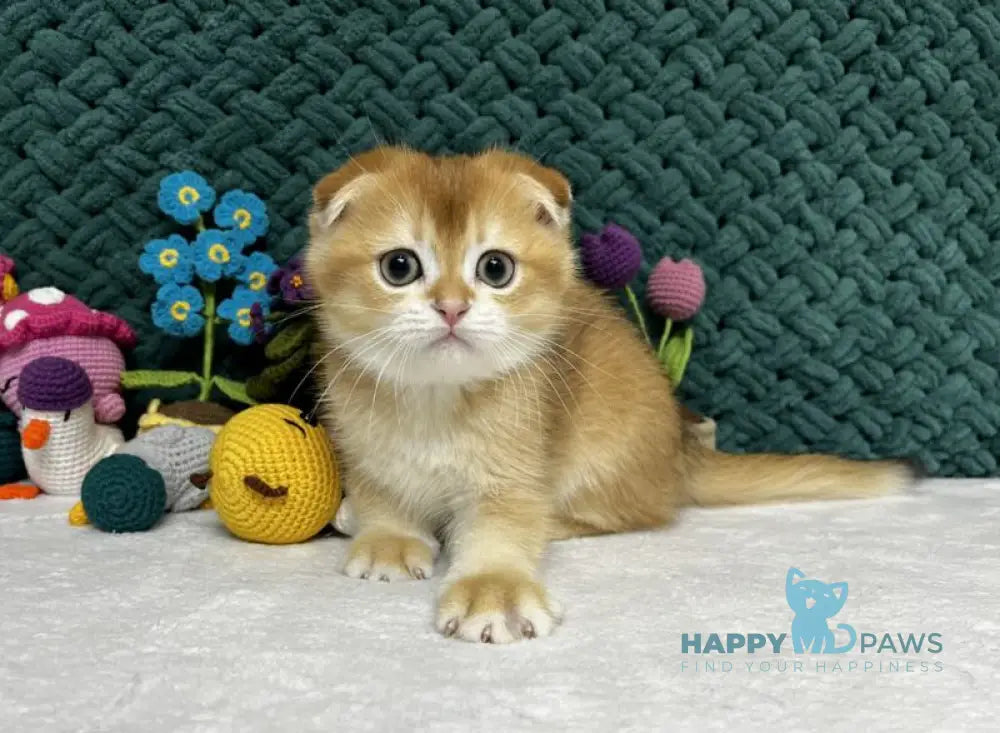 Winston Scottish Fold male black golden chinchilla live animals