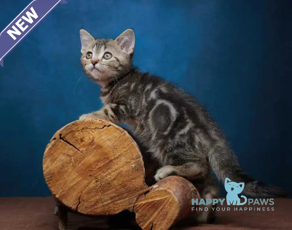 Winston Scottish Straight male black tabby - live animals