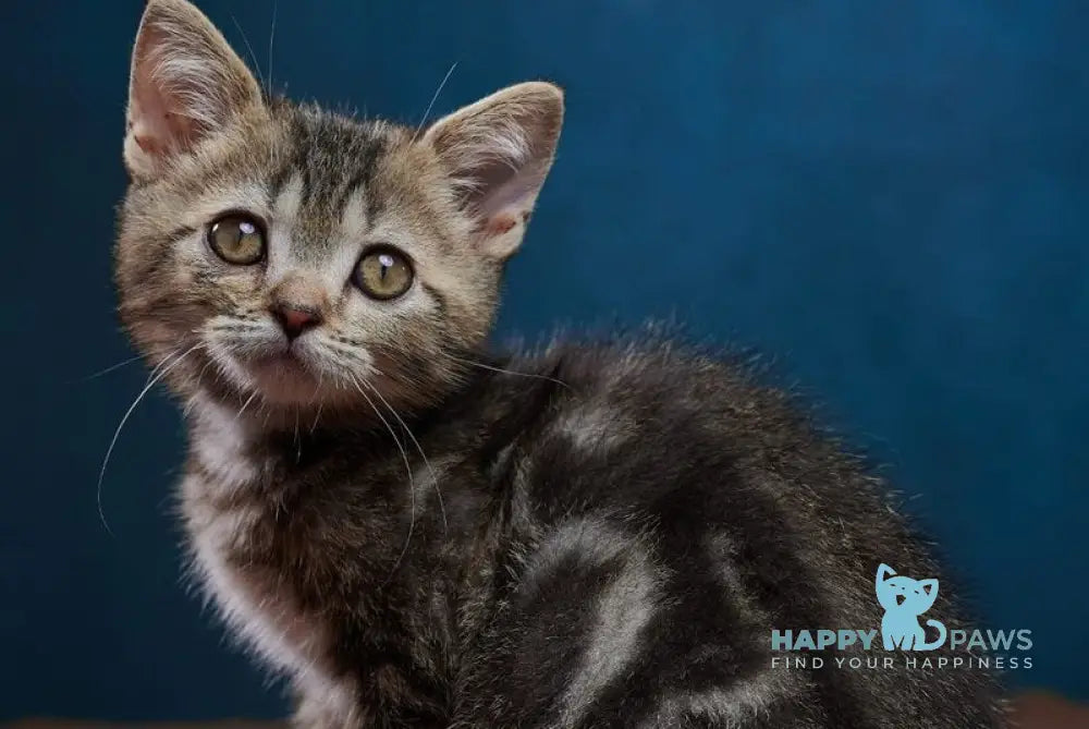 Winston Scottish Straight male black tabby - live animals