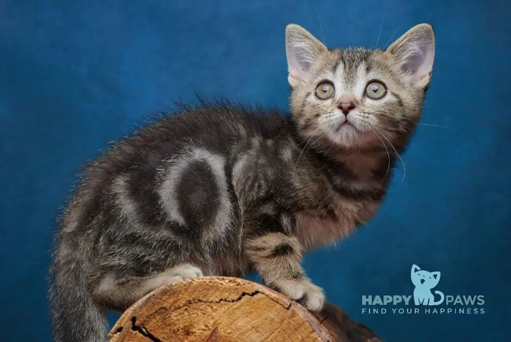 Winston Scottish Straight male black tabby - live animals