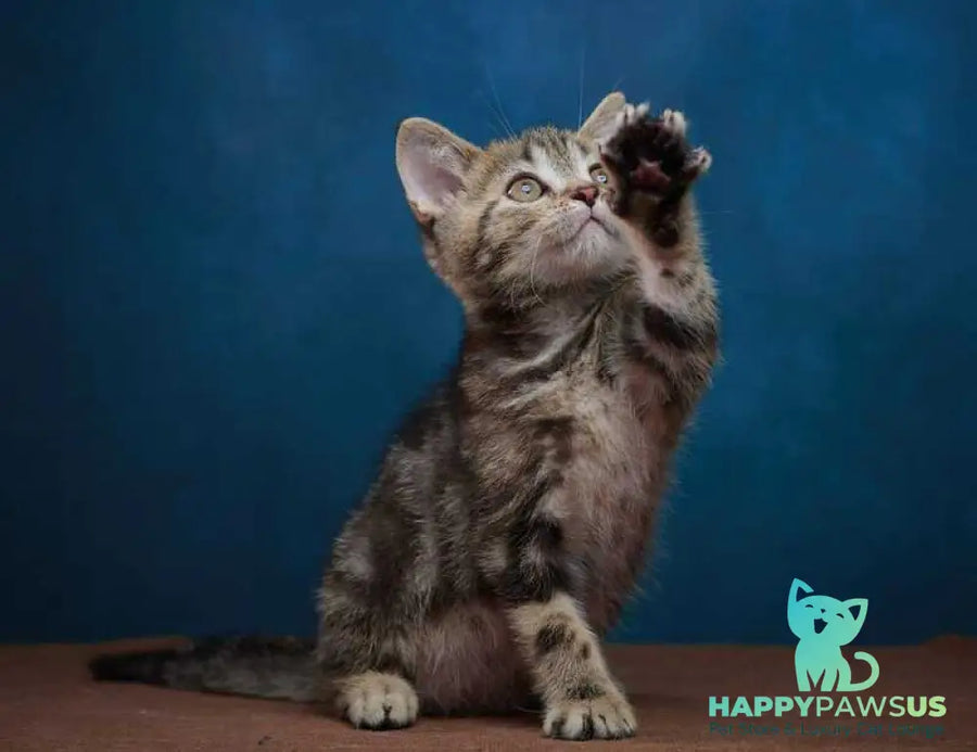 Winston Scottish Straight male black tabby - live animals