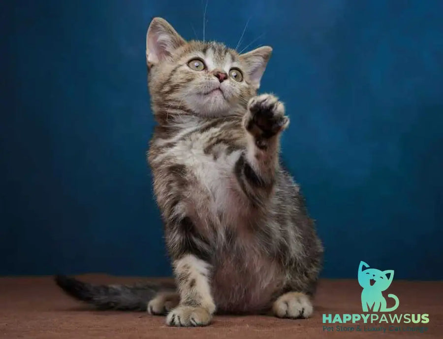 Winston Scottish Straight male black tabby - live animals