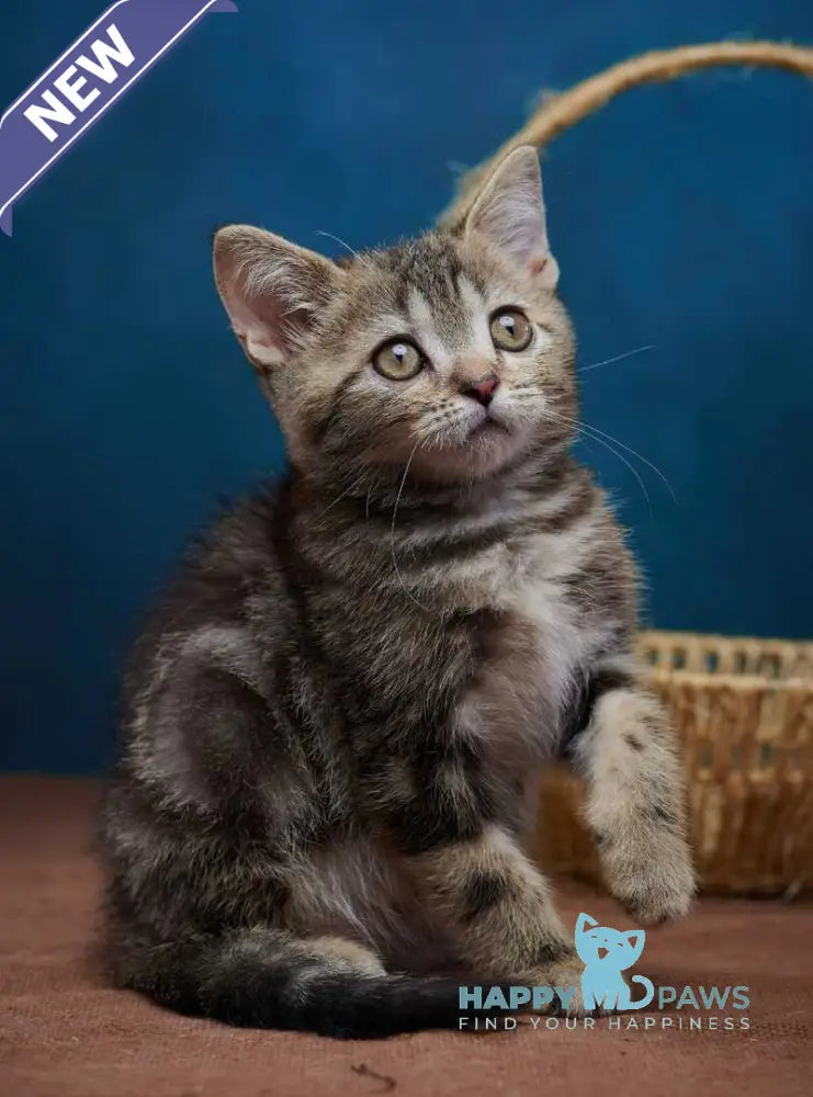 Winston Scottish Straight male black tabby - live animals
