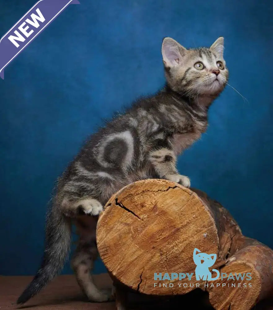 Winston Scottish Straight male black tabby - live animals