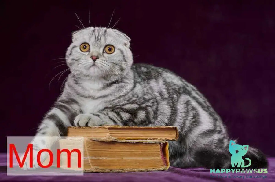 Winston Scottish Straight male black tabby - live animals