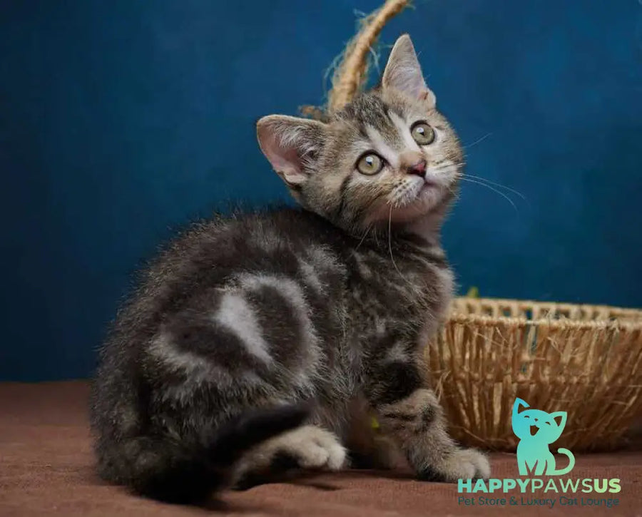 Winston Scottish Straight male black tabby - live animals