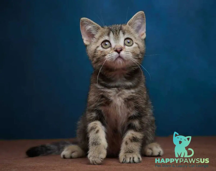 Winston Scottish Straight male black tabby - live animals