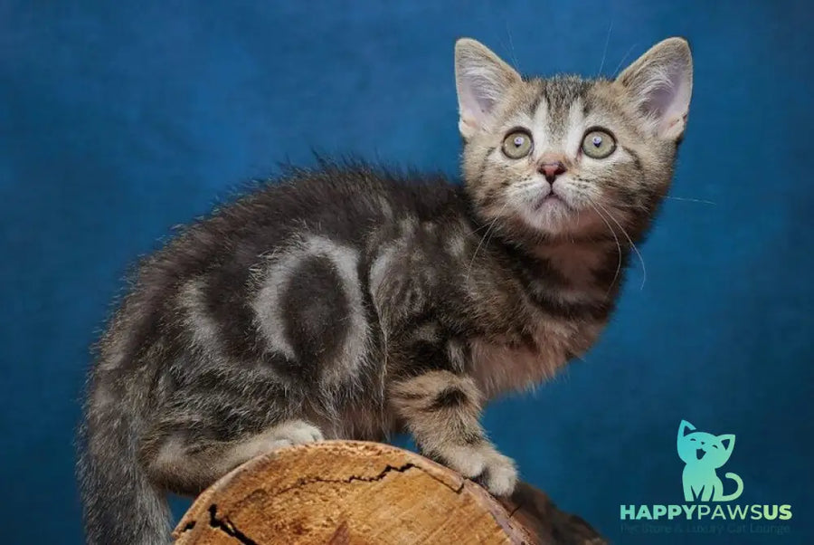Winston Scottish Straight male black tabby - live animals