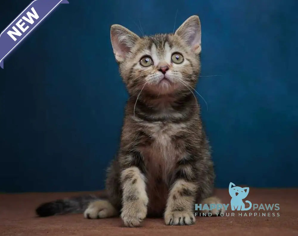 Winston Scottish Straight male black tabby - live animals