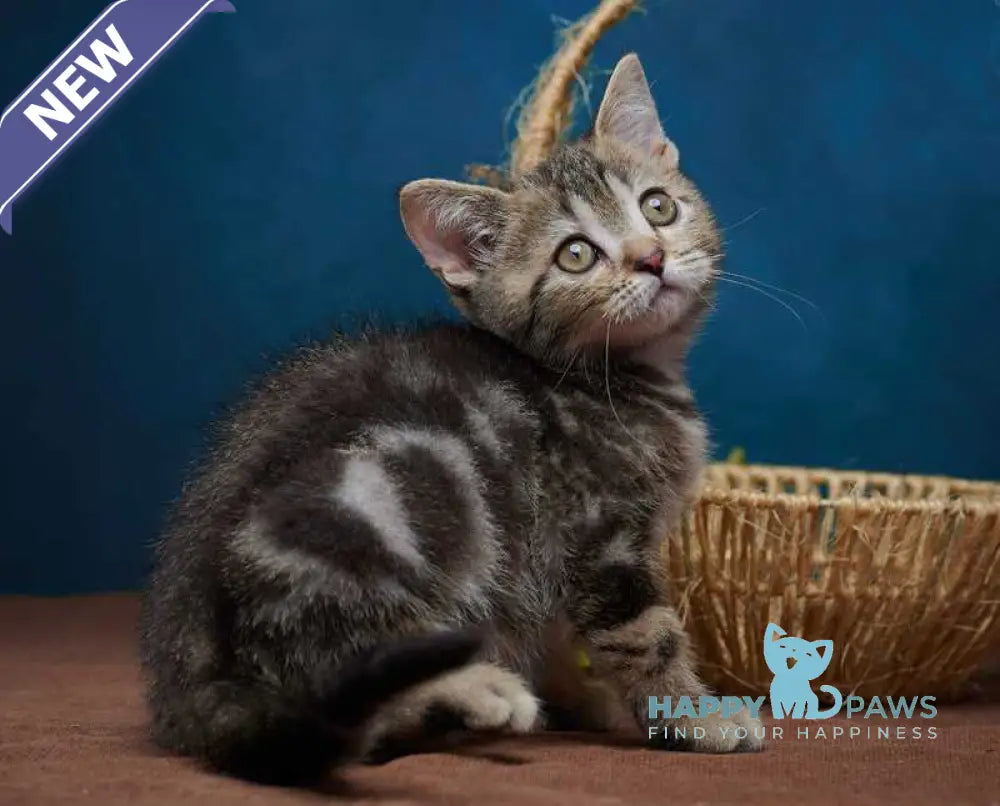 Winston Scottish Straight male black tabby - live animals
