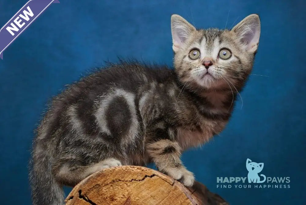 Winston Scottish Straight male black tabby - live animals