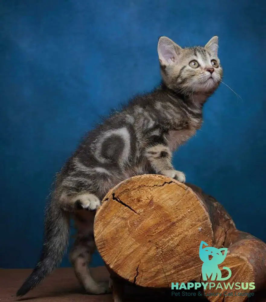 Winston Scottish Straight male black tabby - live animals