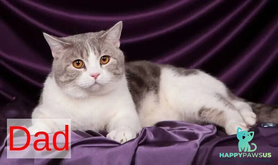 Winston Scottish Straight male black tabby - live animals