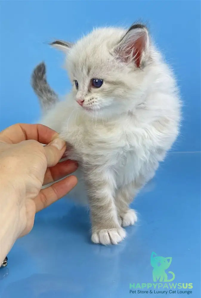 Winston Siberian male seal tabby pointed with white - live animals