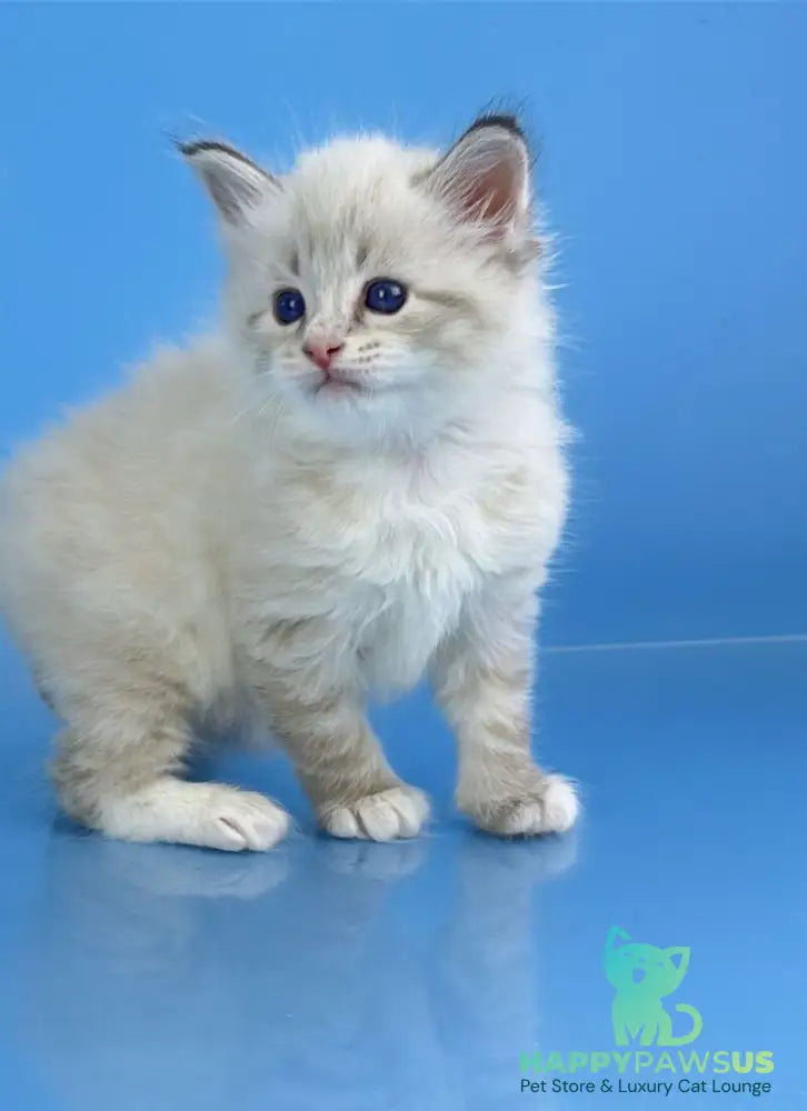 Winston Siberian male seal tabby pointed with white - live animals