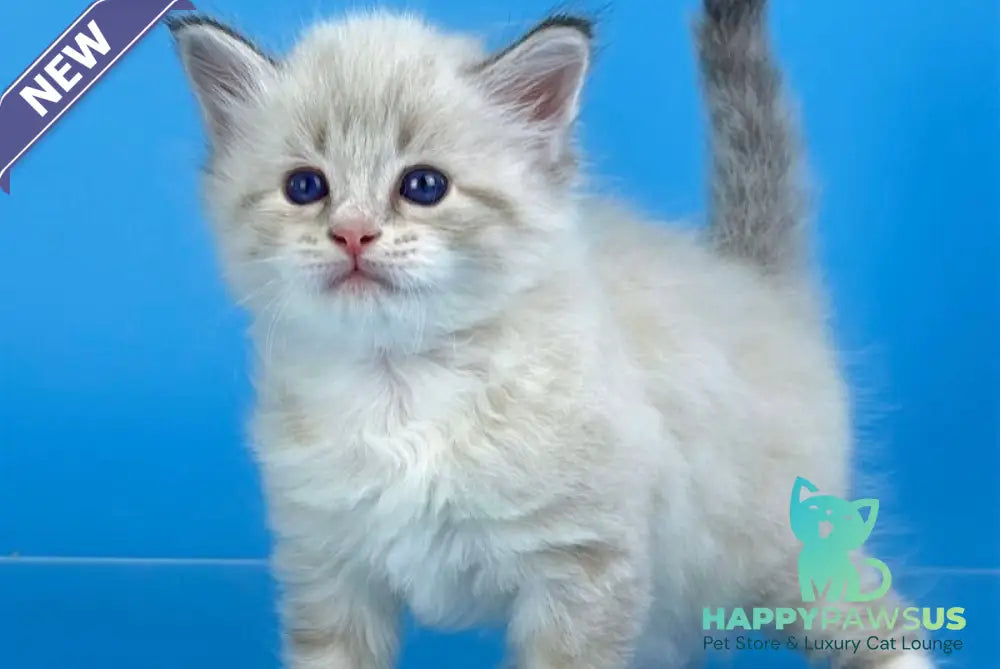 Winston Siberian male seal tabby pointed with white - live animals