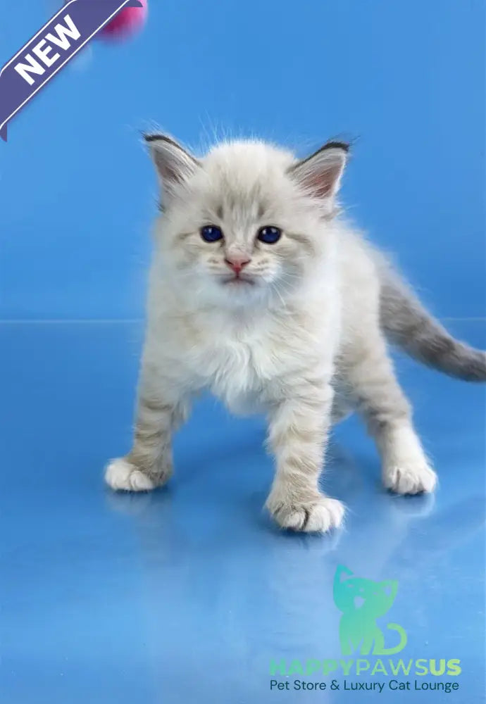 Winston Siberian male seal tabby pointed with white - live animals