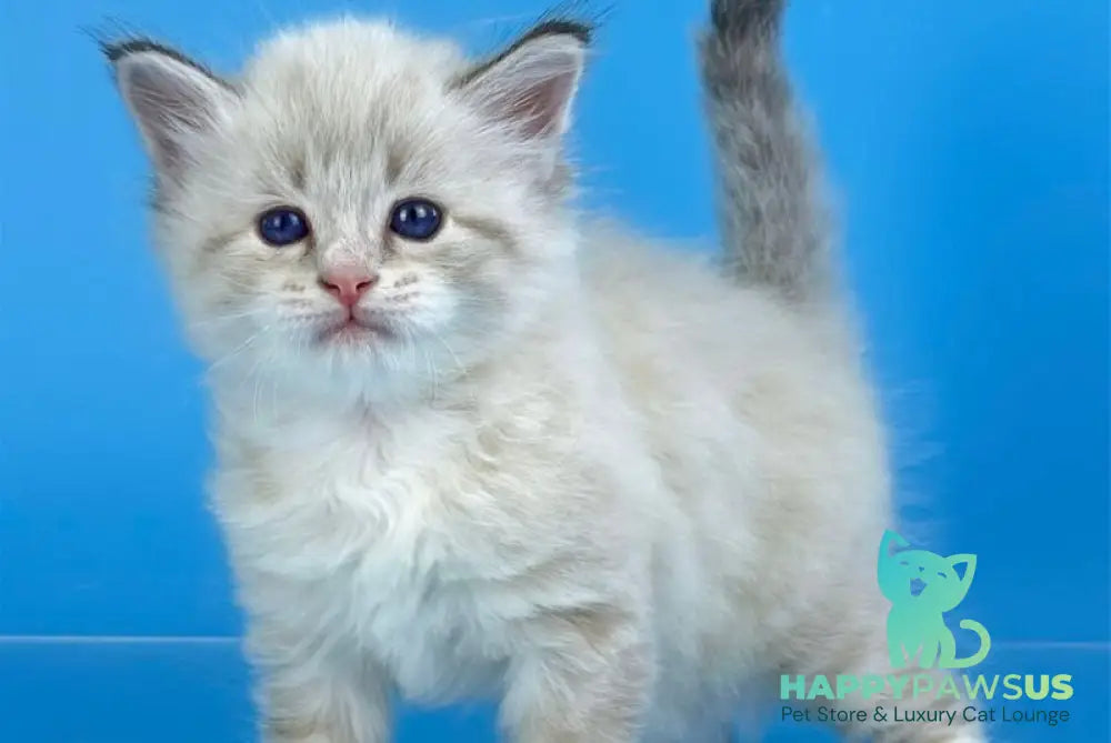 Winston Siberian male seal tabby pointed with white - live animals