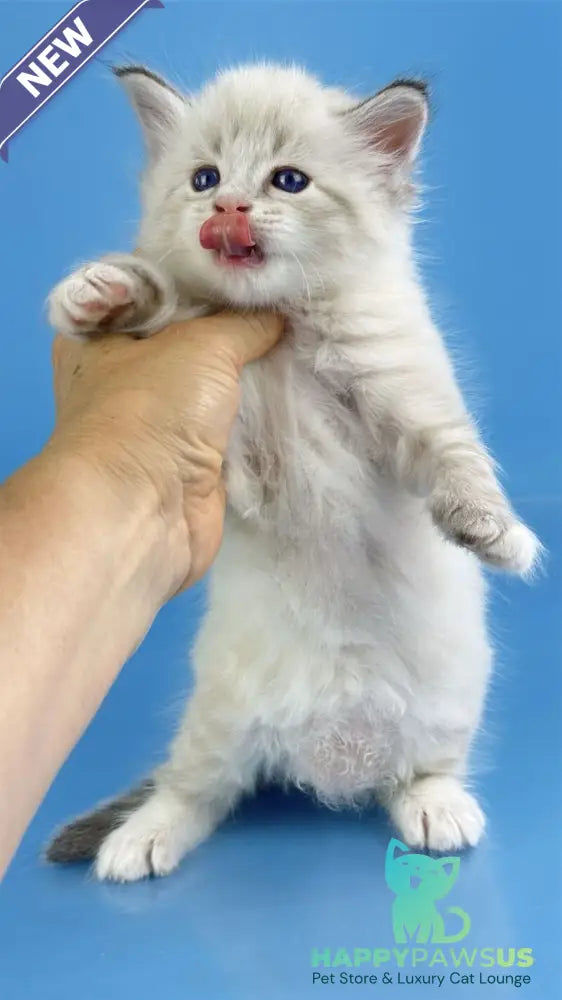 Winston Siberian male seal tabby pointed with white - live animals