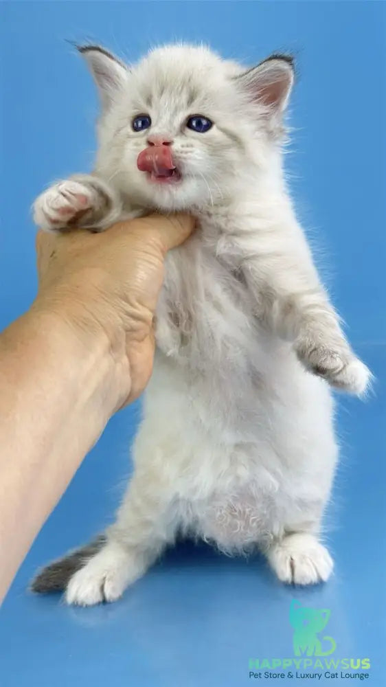 Winston Siberian male seal tabby pointed with white - live animals