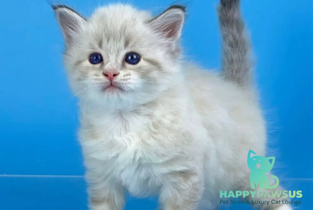 Winston Siberian male seal tabby pointed with white - live animals