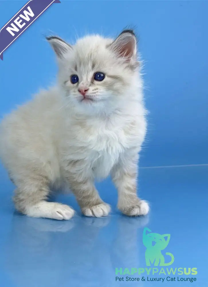 Winston Siberian male seal tabby pointed with white - live animals