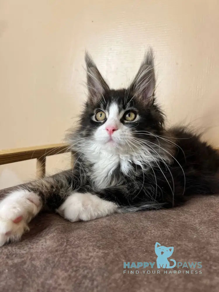 Winter Maine Coon male black tabby bicolour - live animals