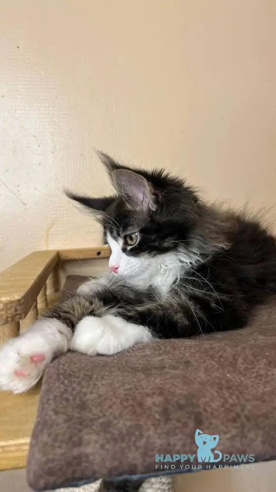 Winter Maine Coon male black tabby bicolour - live animals