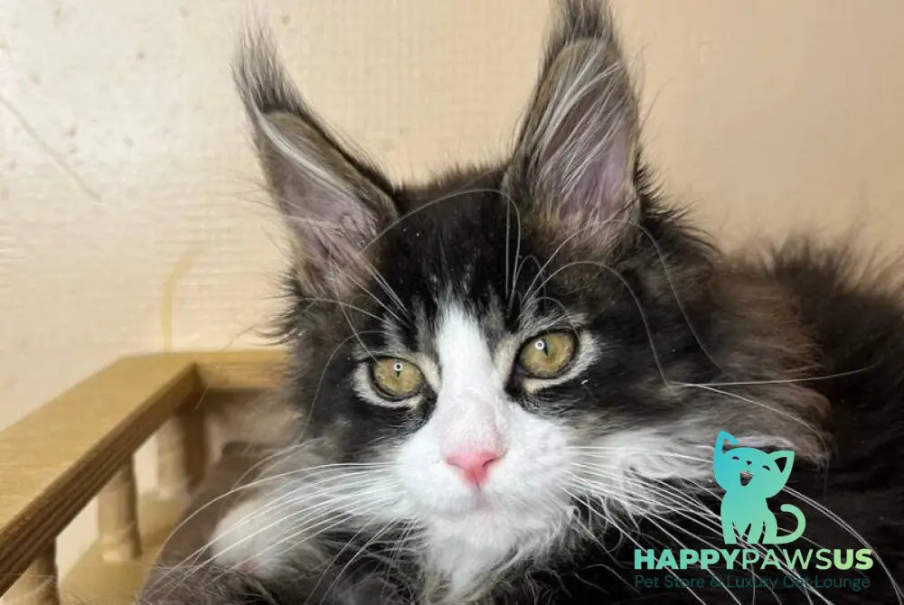 Winter Maine Coon male black tabby bicolour - live animals