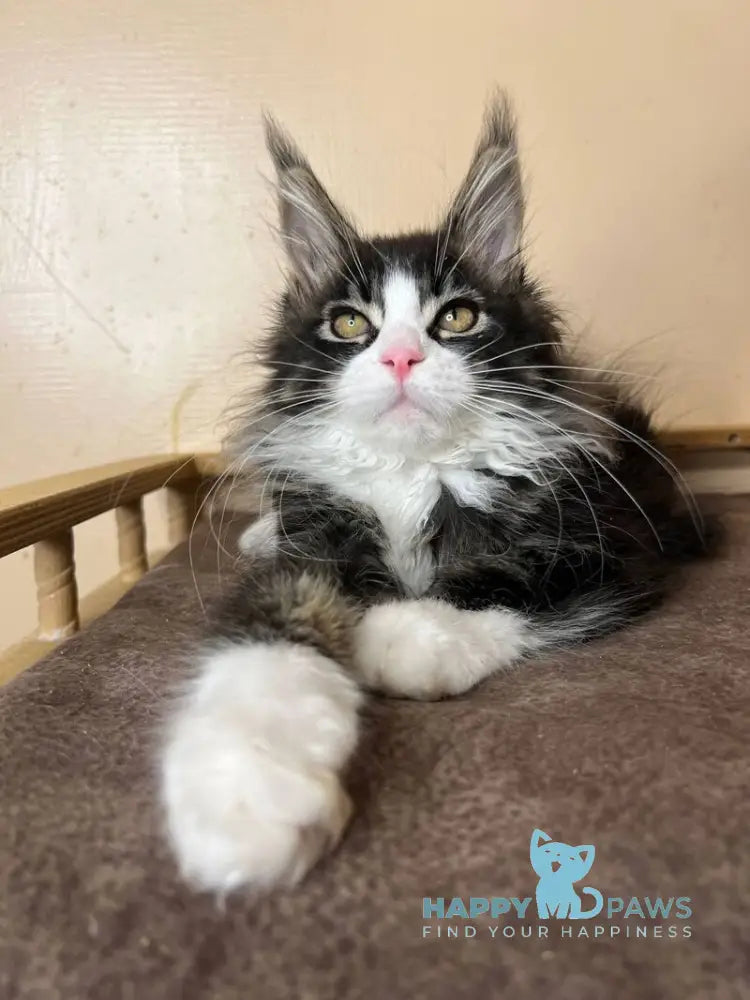 Winter Maine Coon male black tabby bicolour - live animals