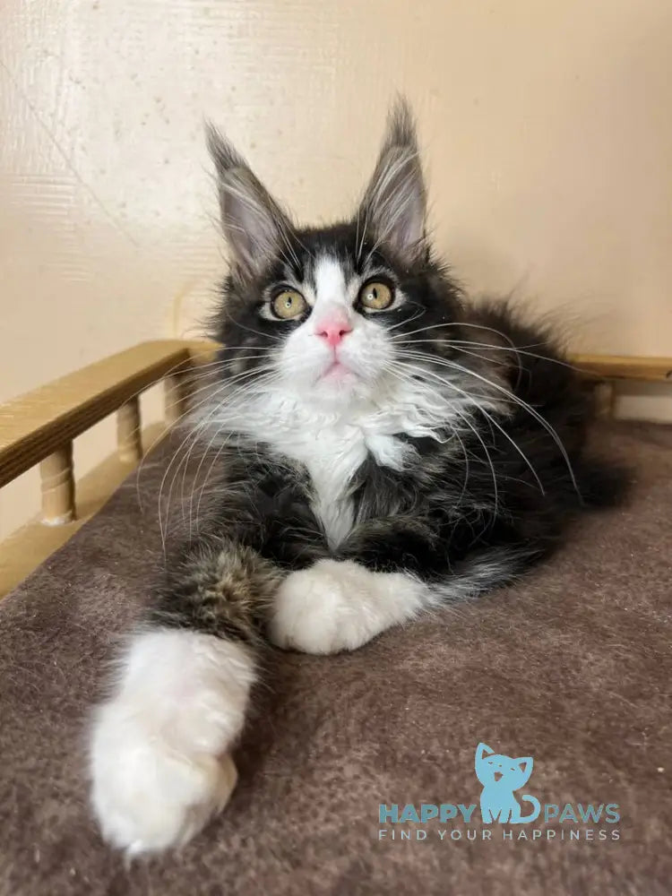 Winter Maine Coon male black tabby bicolour - live animals