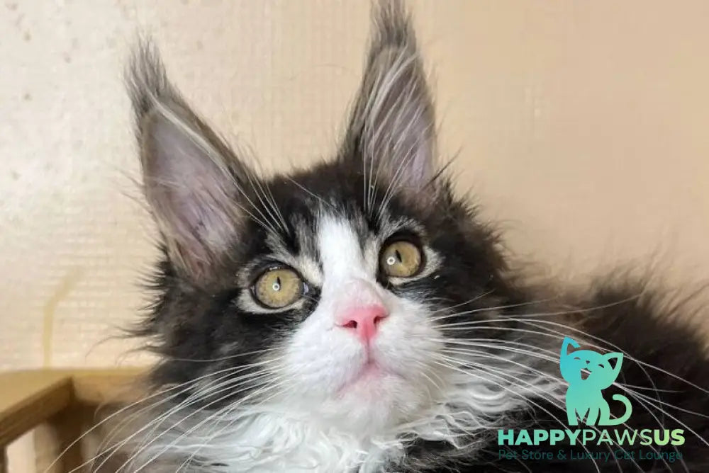 Winter Maine Coon male black tabby bicolour - live animals