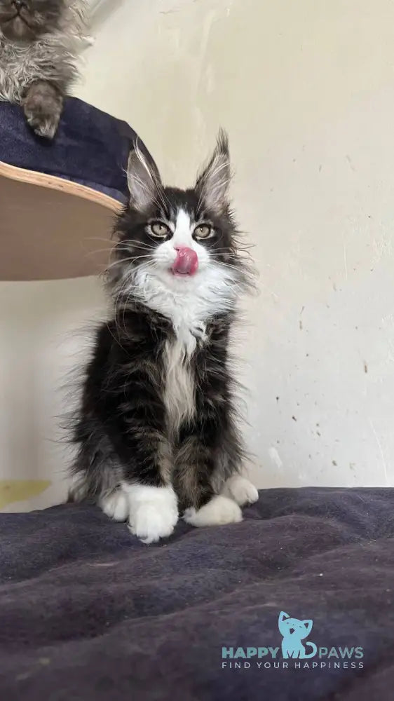 Winter Maine Coon male black tabby bicolour - live animals