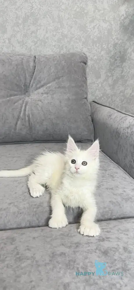 Winter Maine Coon polydactyl female white live animals