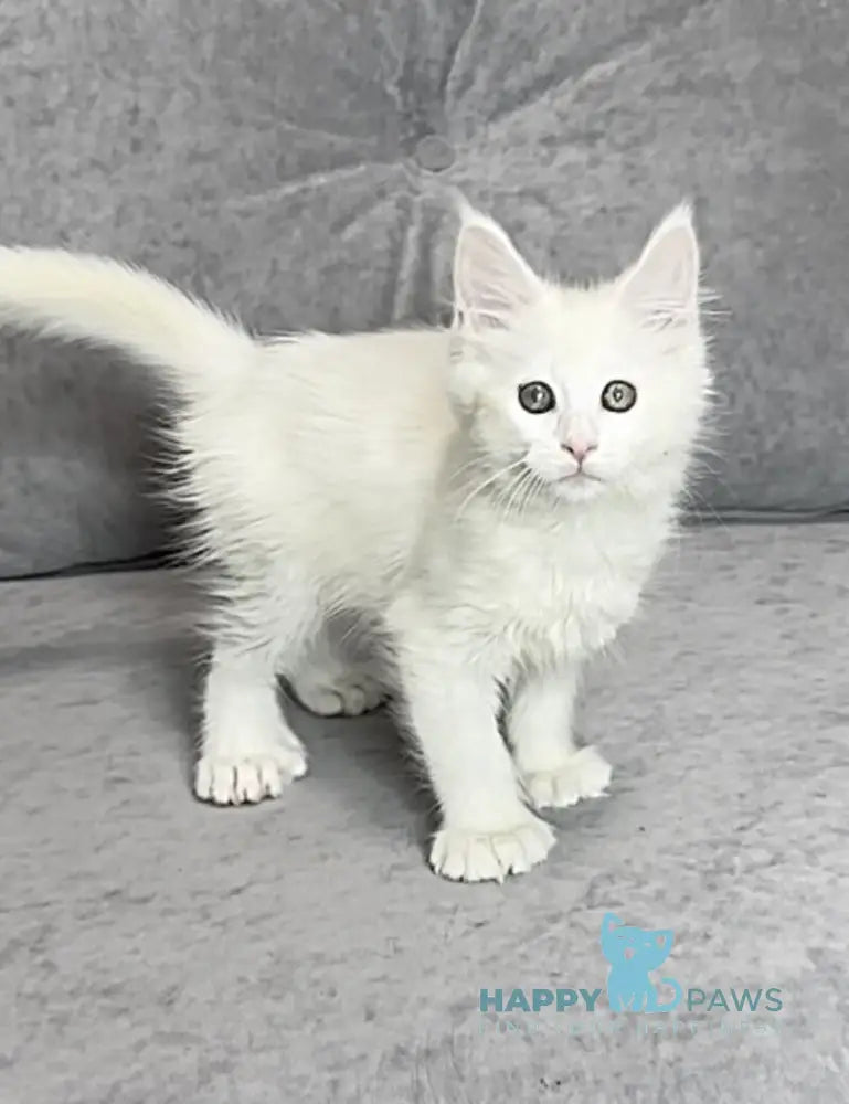 Winter Maine Coon polydactyl female white live animals
