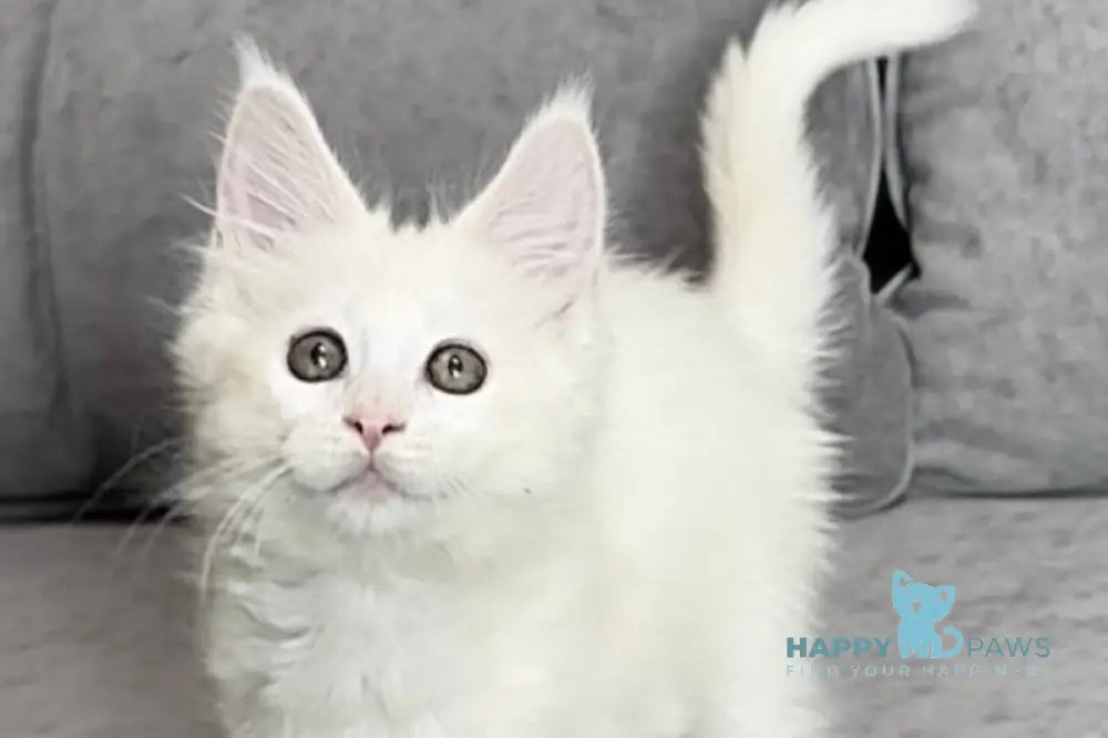 Winter Maine Coon polydactyl female white live animals