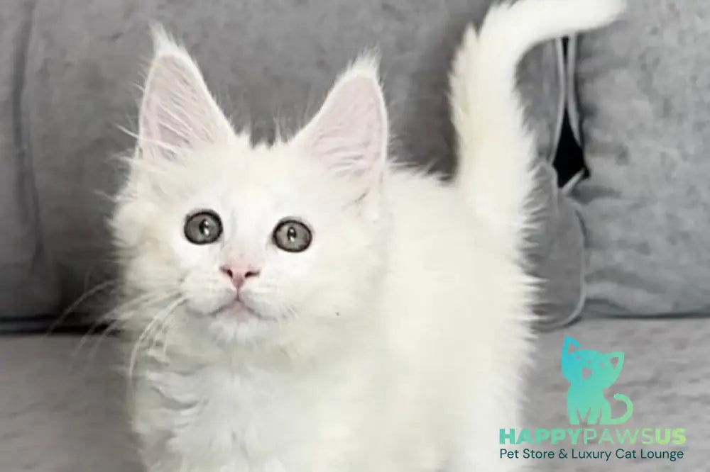 Winter Maine Coon polydactyl female white live animals
