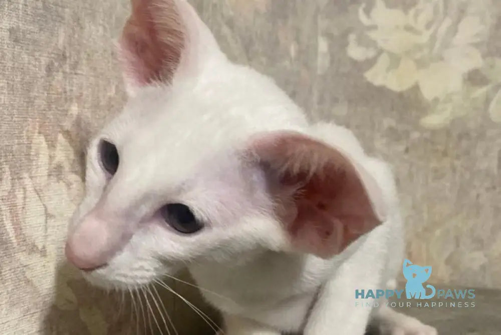 Winter Oriental Shorthair male white live animals