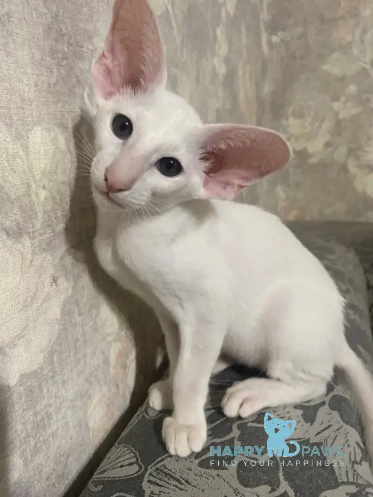 Winter Oriental Shorthair male white live animals
