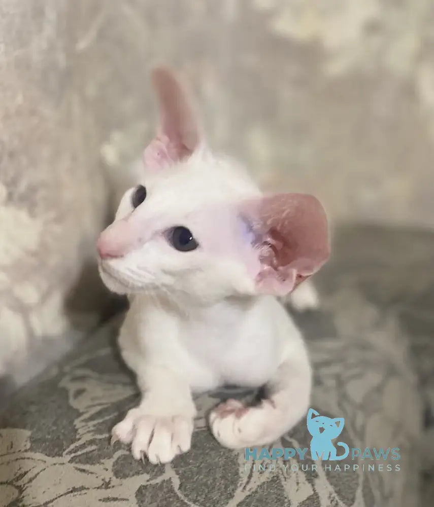 Winter Oriental Shorthair male white live animals