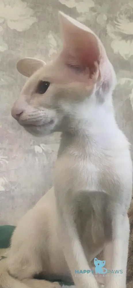 Winter Oriental Shorthair male white live animals