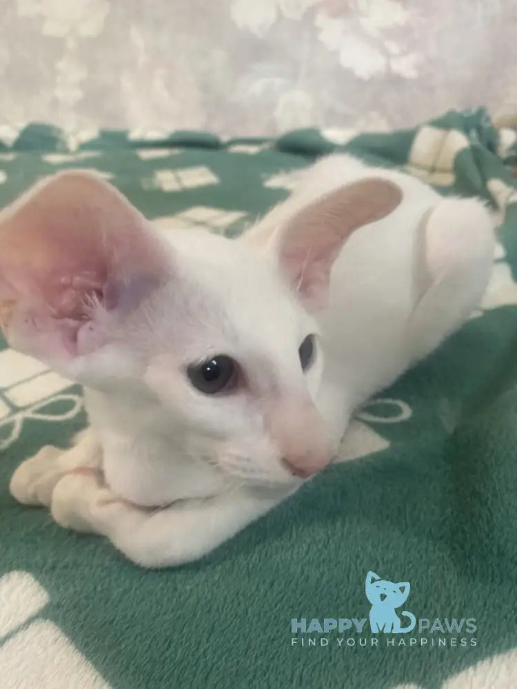 Winter Oriental Shorthair male white live animals