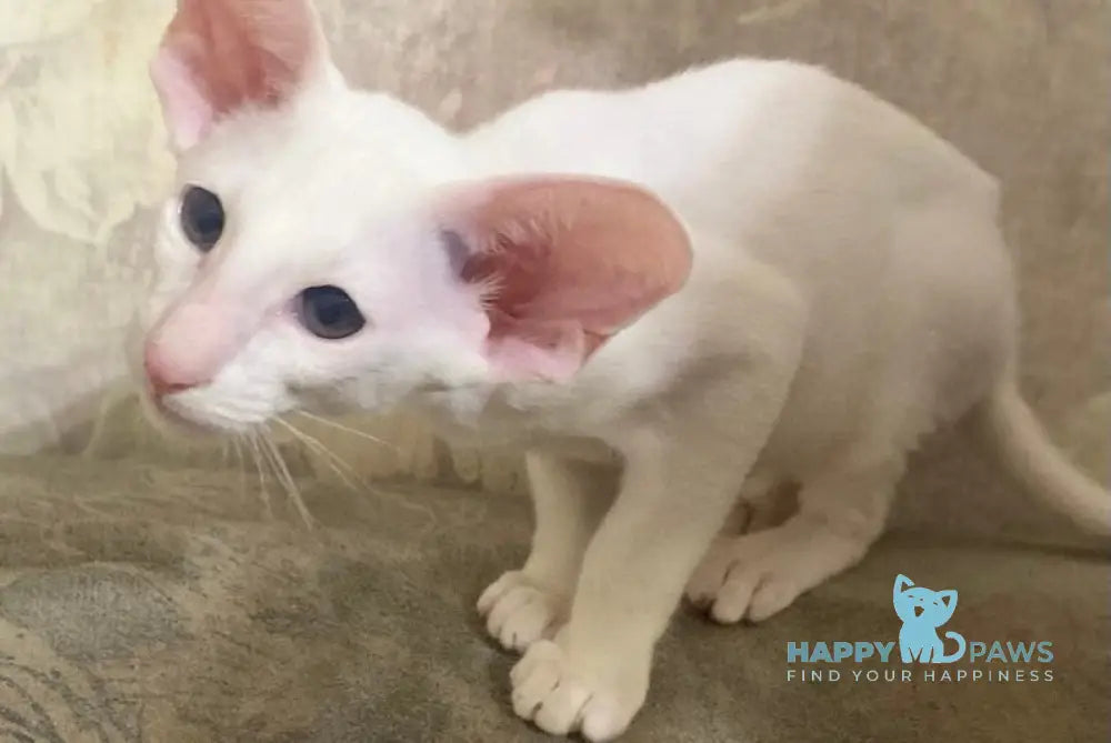 Winter Oriental Shorthair male white live animals