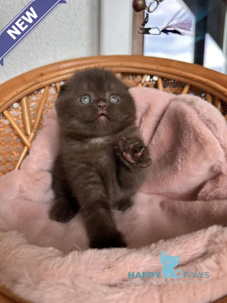 Winter Scottish Fold male chocolate live animals