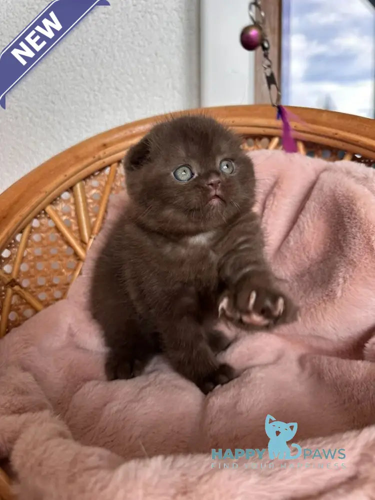 Winter Scottish Fold male chocolate live animals